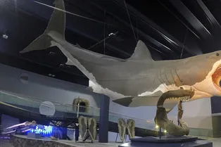 Интересные факты о жизни древнего сверххищника: все, что вы хотели узнать о мегалодоне Интересные факты о жизни древнего сверххищника: все, что вы хотели узнать о мегалодоне