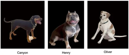 Три собаки, использованные в видео с собаками