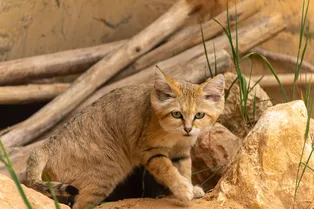 Котопес в реальной жизни: почему барханный кот, не мурлычет и не мяукает, а лает