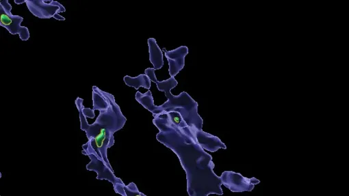 Макрофаги (синие), поглощающие микропластик из полистирола (зеленые) внутри печени мыши