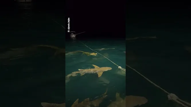 Нажми и смотри