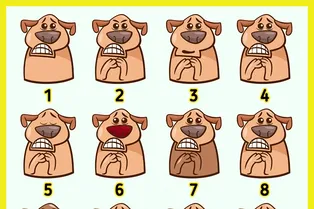 Сможете найти 2 одинаковых собак? Визуальный тест на 20 секунд Сможете найти 2 одинаковых собак? Визуальный тест на 20 секунд