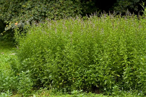 Мята перечная. Листья растения содержат много полезных веществ, включая эфирное масло. Главным компонентом этого масла является l-ментол, который придает листьям свежий аромат и характерный вкус. Мята перечная. Листья растения содержат много полезных веществ, включая эфирное масло. Главным компонентом этого масла является l-ментол, который придает листьям свежий аромат и характерный вкус.