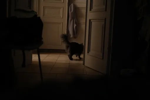 кот ночью кот ночью