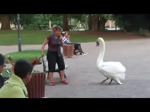 Нажми и смотри