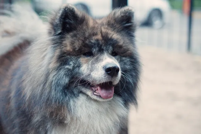 Самые древние породы собак