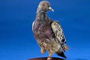 Этот голубь по кличке Шер Ами спас 200 человек во время Первой мировой и стал героем США!