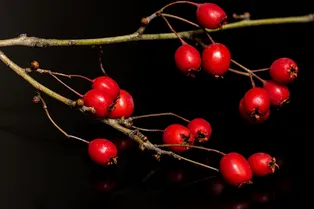 Исследование: как шиповник обманул природу для своего размножения Исследование: как шиповник обманул природу для своего размножения