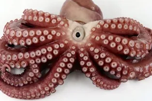 В Японии пойман осьминог с 9 щупальцами В Японии пойман осьминог с 9 щупальцами