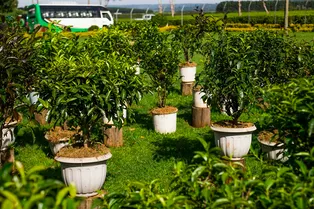 Как вырастить чайный куст в домашних условиях: инструкция Как вырастить чайный куст в домашних условиях: инструкция