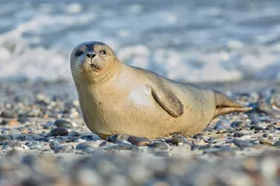 За этим милым движением скрывается кое-что особенное: зачем тюлени хлопают себя по животу За этим милым движением скрывается кое-что особенное: зачем тюлени хлопают себя по животу