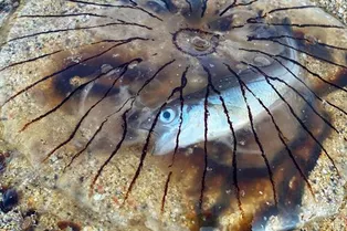 На пляже Британии нашли медузу с живой рыбкой внутри: удивительный снимок