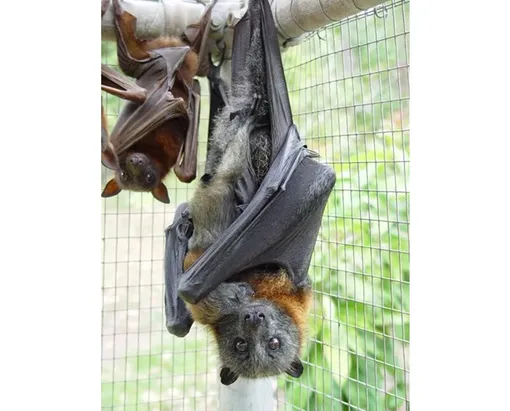 Сероголовая летучая лисица, переносчик вируса Нипах.