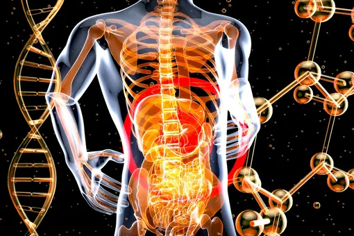 Впервые человеку пересадили печень и почки свиньи одновременно Впервые человеку пересадили печень и почки свиньи одновременно