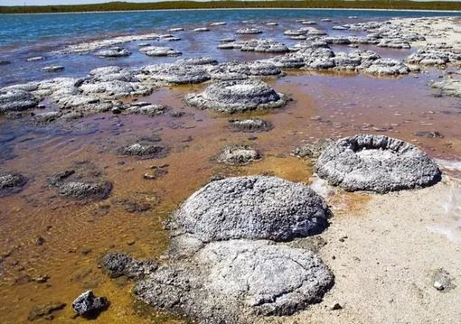 Архейские строматолиты — первые прямые ископаемые следы жизни на Земле.