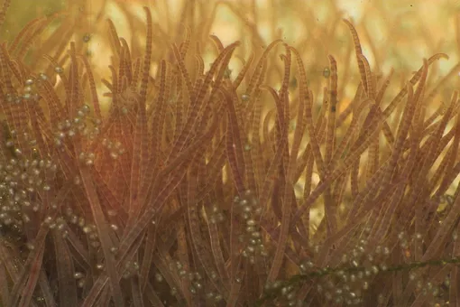 трубчатые черви