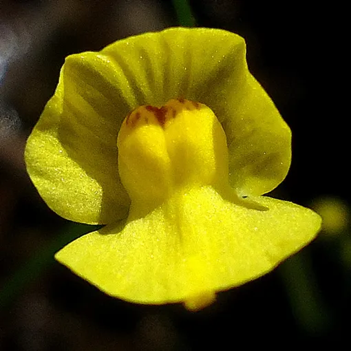 Utricularia gibba фото хищные растения