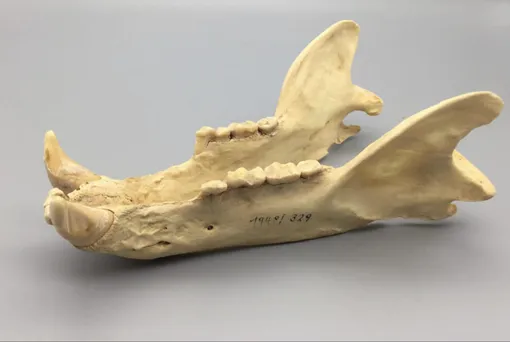 зубы медведей