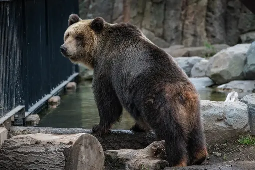 медведь медведь