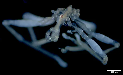 Callipallene pilosuspedes Callipallene pilosuspedes