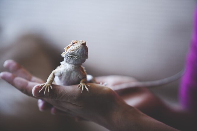 Ящерица