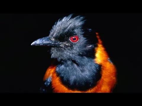 Нажми и смотри