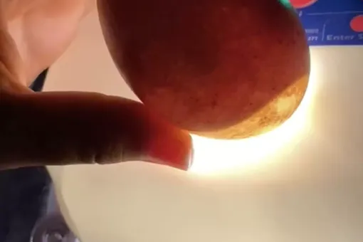 Удивительная находка: собака подобрала на прогулке загадочное яйцо. Вы не представляете, кто из него вылупился! Удивительная находка: собака подобрала на прогулке загадочное яйцо. Вы не представляете, кто из него вылупился!