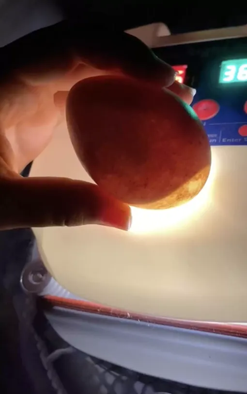 Яйцо, которое нашла собака Стелла Яйцо, которое нашла собака Стелла