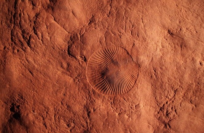 Ediacaran fosili