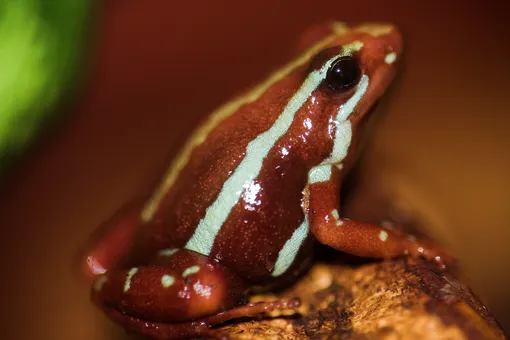Франтоватого древолаза еще называют трехцветным (Epipedobates tricolor). Живет такая ядовитая лягушка 10-15 лет. Самые ядовитые лягушки