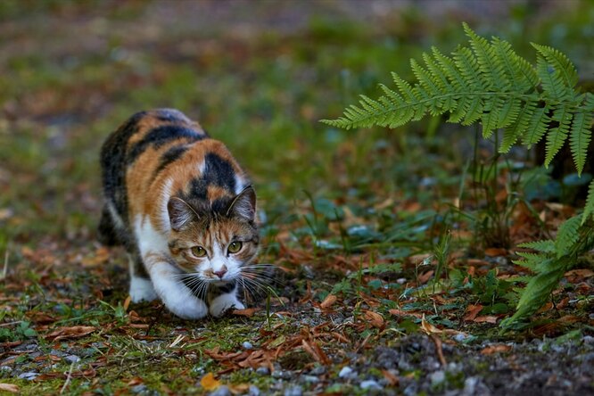 Почему кошка начинает замедляться, когда проходит мимо другого кота? Интересный факт о вашем питомце