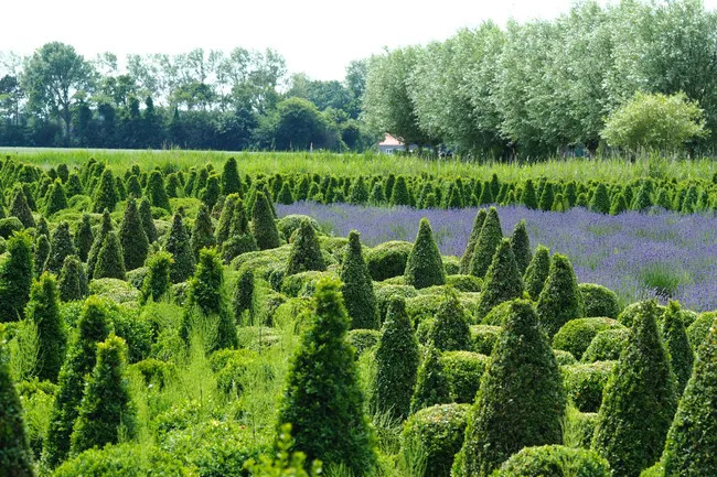 Баланс сил: как растения решают, в какую сторону расти