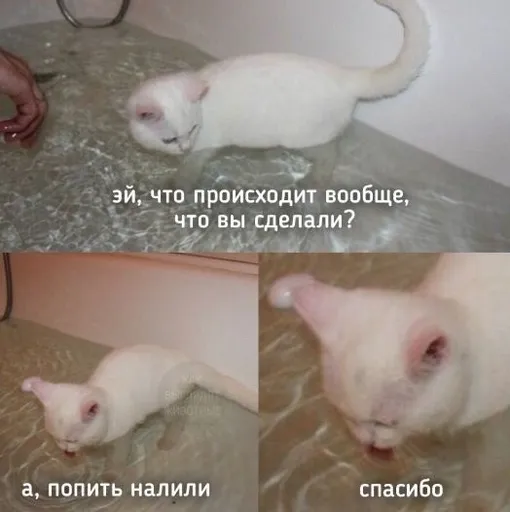 Кот