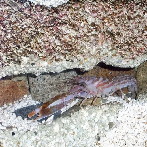 Креветка-пистолет или рак-щелкун Креветка-пистолет или рак-щелкун