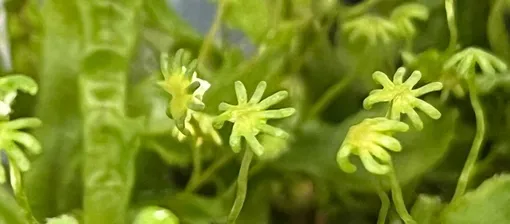 Фонтанная печеночница (Marchantia polymorpha) — древнее наземное растение, которое прекрасно растет в постоянно влажной и затененной среде. Фонтанная печеночница (Marchantia polymorpha) — древнее наземное растение, которое прекрасно растет в постоянно влажной и затененной среде.
