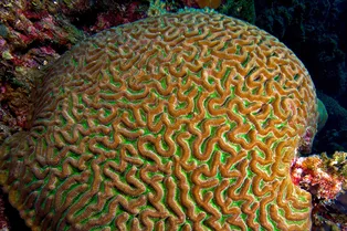 Смертоносный патоген: болезнь, убивающая коралловые рифы Смертоносный патоген: болезнь, убивающая коралловые рифы