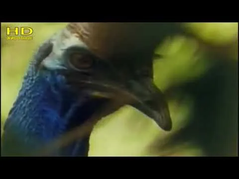 Нажми и смотри