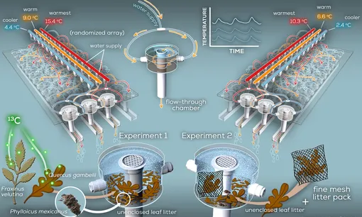 Эксперименты проводились на проточном искусственном ручье, где температуру можно было точно регулировать. Опавшая листва Fraxinus velutina (аризонский ясень) и Quercus gambelii (дуб Гамбеля) была обогащена 13C и использована для отслеживания углерода из листьев в личинках ручейников.
