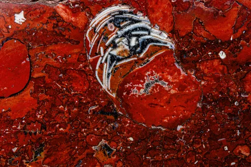 Станция метро «Площадь Ильича». Наутилус, 7 см. Мраморизованный известняк, месторождение: Салиети, Грузия. Юрский период Наутилус в облицовке станции метро «Площадь Ильича»