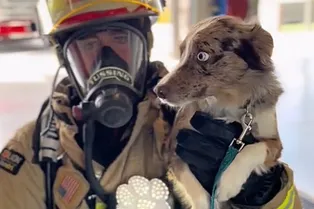 Необычный гаджет Rescue Retriever спасет питомцев из горящих домов