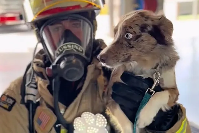 Необычный гаджет Rescue Retriever спасет питомцев из горящих домов