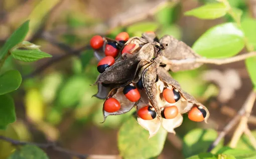 четочник молитвенный фото
