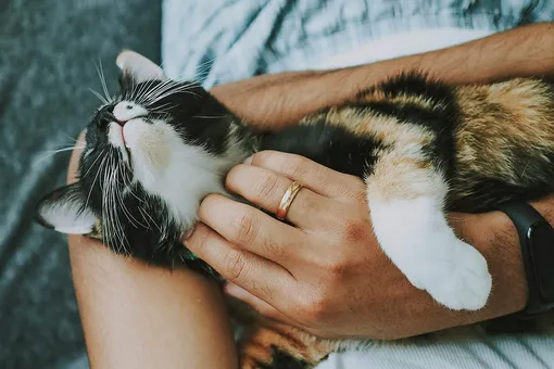 Кошка на руках