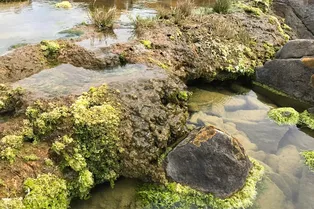 «Живые камни»: как микробиалиты помогают забирать углекислый газ из воздуха