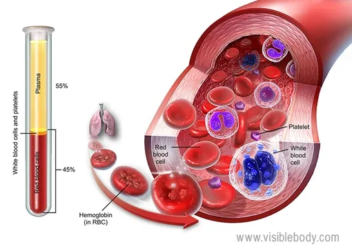 Состав крови. Тромбоцитов (platelets) — в крови довольно мало.