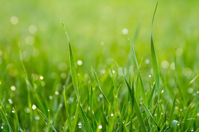 Пища будущего: как ученые вырастили съедобное мясо на каркасе из травинок