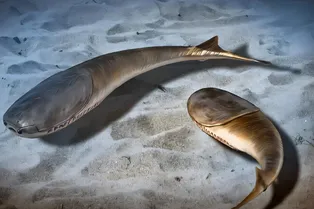 Как глобальное похолодание 445 млн лет назад убило 85% жизни, но подарило миру челюстных рыб