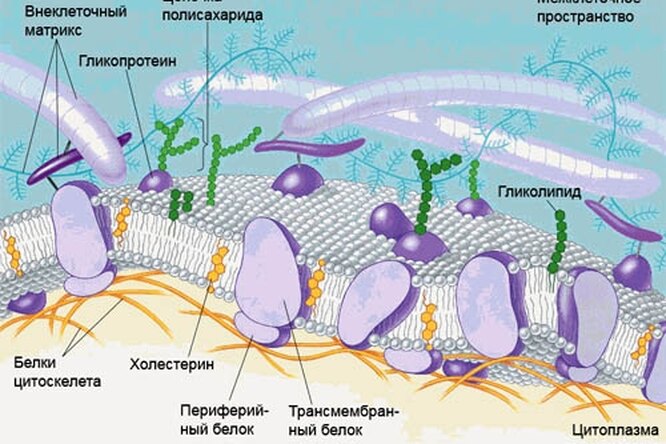 Искусственная мембрана: Шаг к жизни Искусственная мембрана: Шаг к жизни