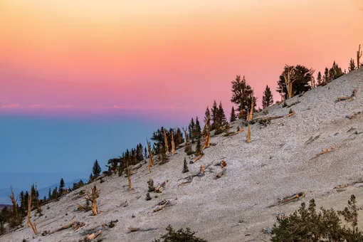 Белые горы Калифорнии Белые горы Калифорнии