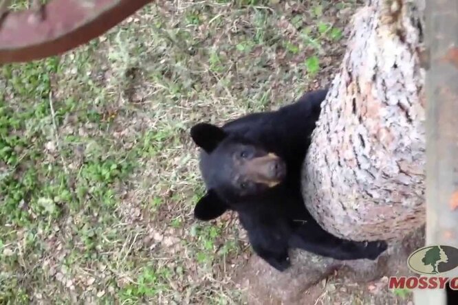 Мужчины спасались на дереве от медведя. К ним присоединился мишка, который тоже бежал от опасности